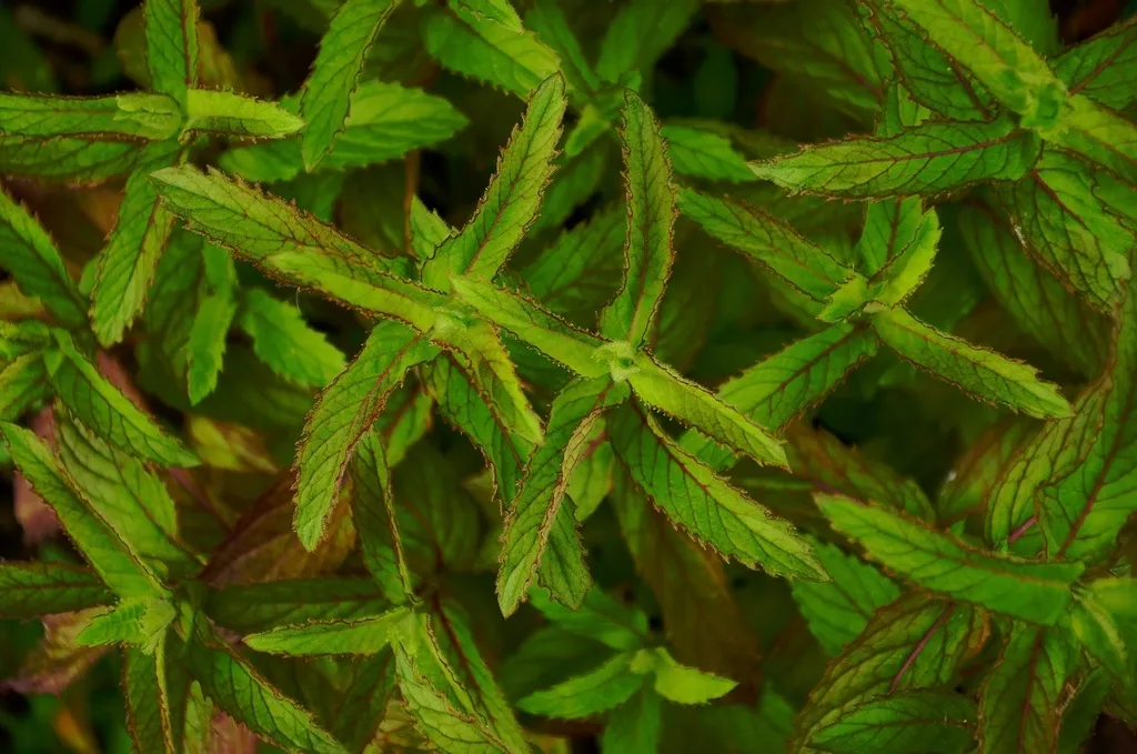 Close-up of green weeds growing in a garden bed